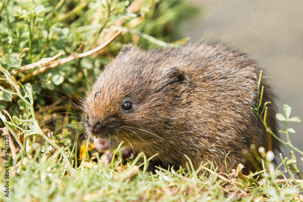 Juvenile Water Vole Juvenile Water Vole
