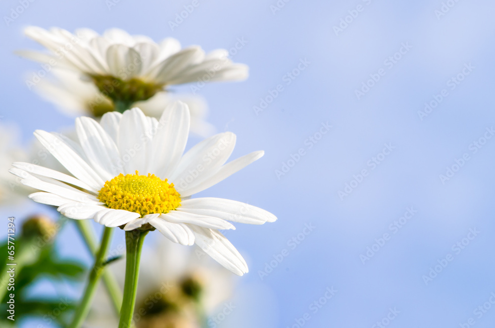 Naklejka premium white daisy