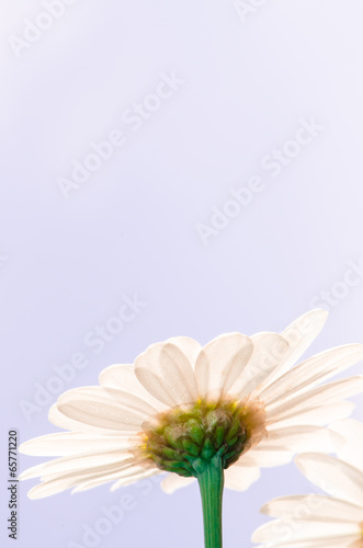 Fototapeta Naklejka Na Ścianę i Meble -  white daisy