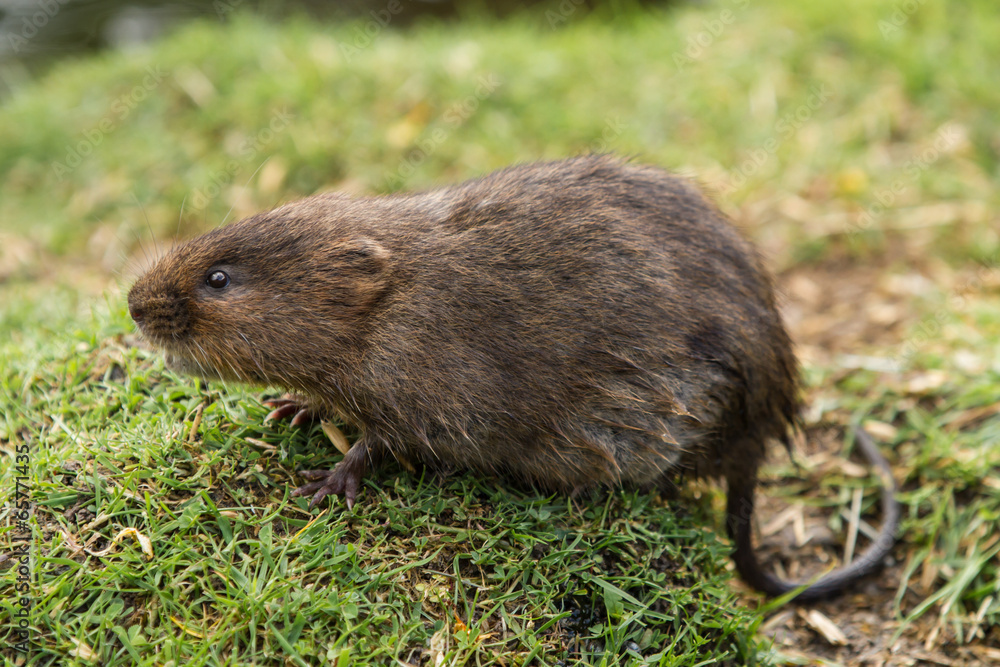 Juvenile Water Vole Juvenile Water Vole
