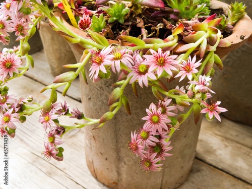 Bilde på lerret Flower pot in clay with flowering stonecrop plant.