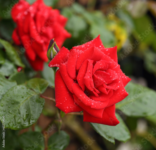 red rose flower plant #65771454