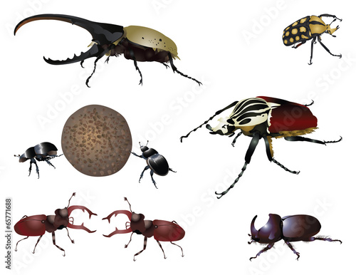 Amazing beetles