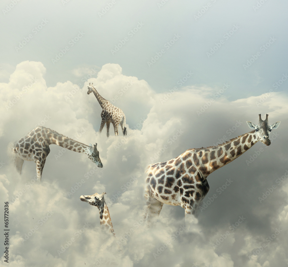 Giraffes Paradise - obrazy, fototapety, plakaty 