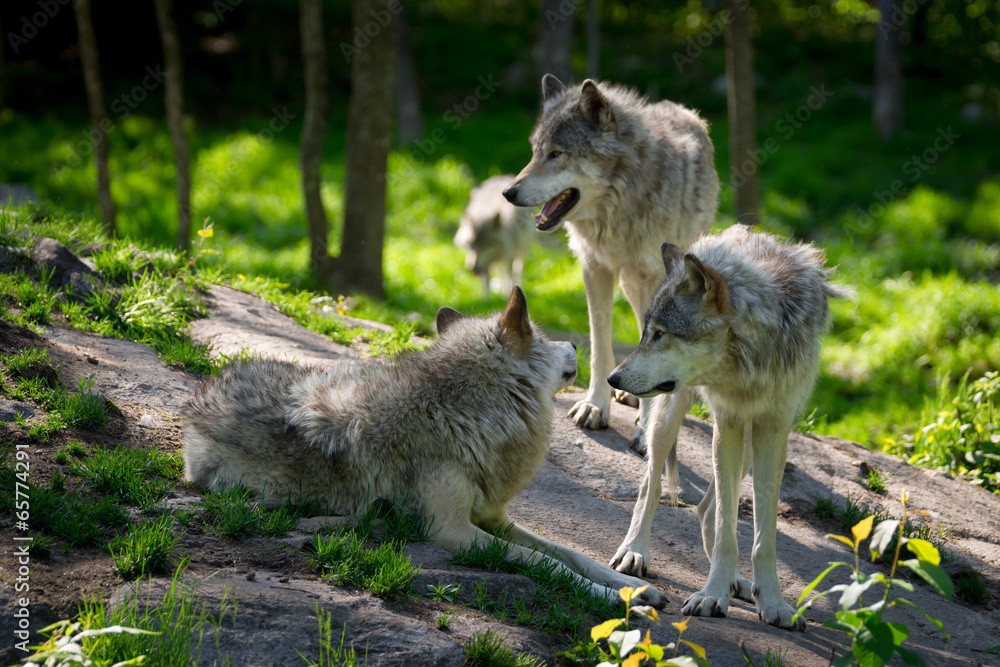 Fototapeta premium Wolf Pack of Three Wolves