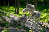 Wolf Pack of Three Wolves