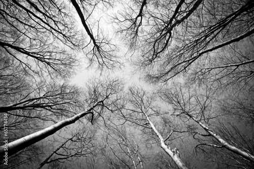 Wald im Herbst schwarzweiss photo