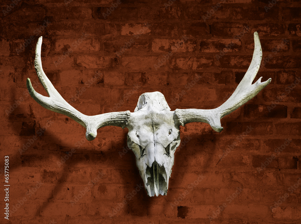 Fototapeta premium Moose skull with horns against the brick wall