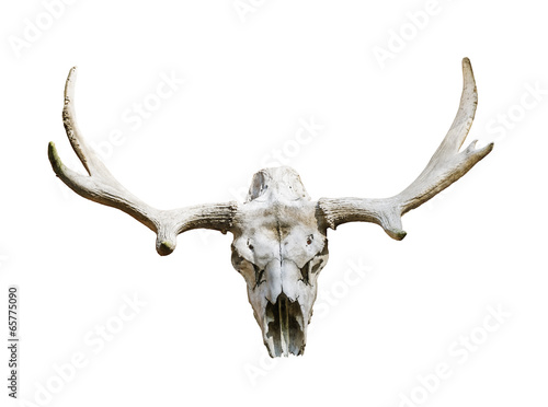 Moose skull with antlers on white background