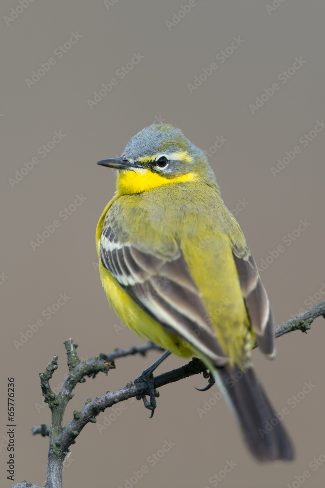Schafstelze, Western Yellow Wagtail, Motacilla flava Schafstelze, Western Yellow Wagtail, Motacilla flava