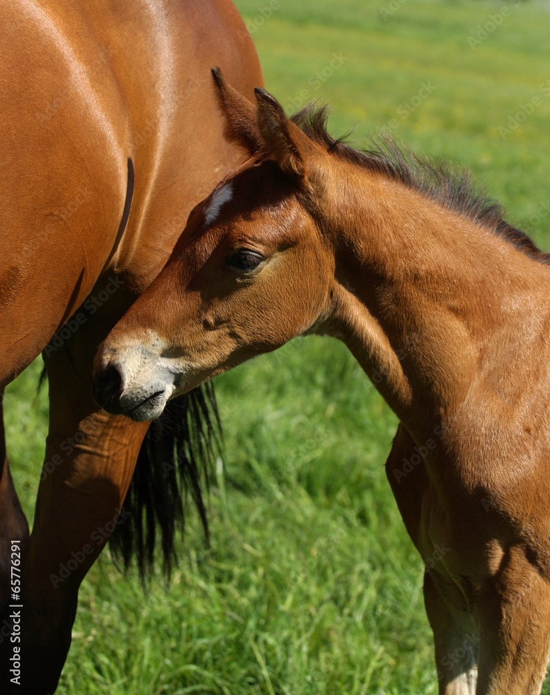 Cute Foal