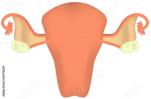 Uterus