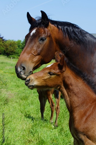 Mare with foal