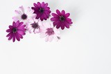 daisies purple and white