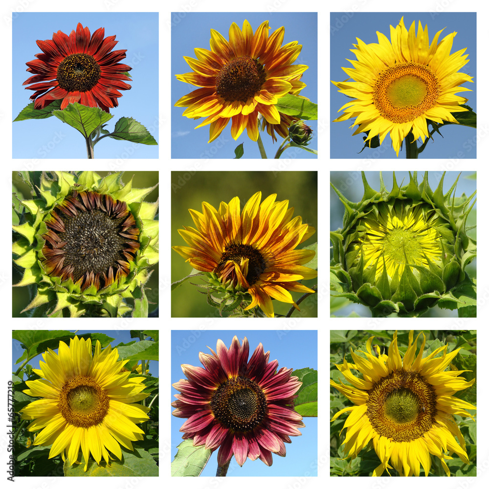 Obraz premium colorful sunflowers collage