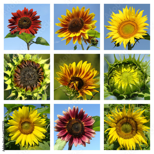 colorful sunflowers collage