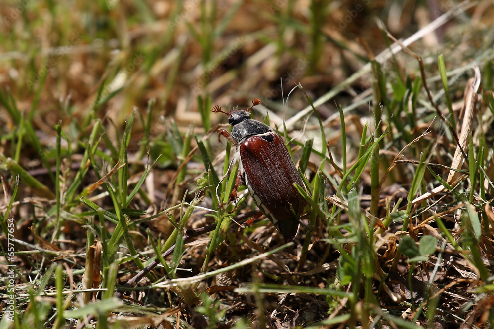 Maybug crawl, alar beetle Maybug crawl, alar beetle