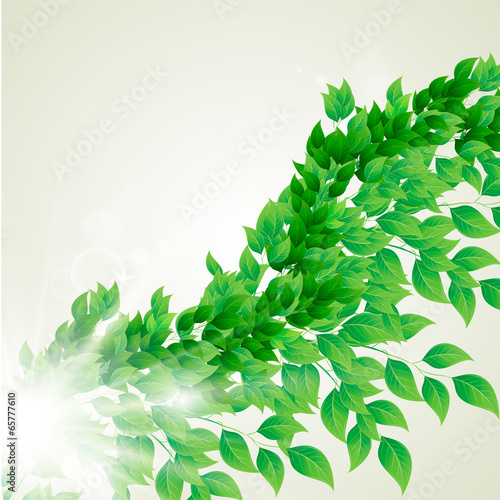 branch with fresh green leaves