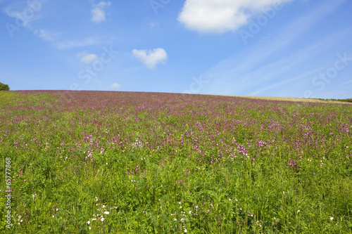 hillside campion flowers