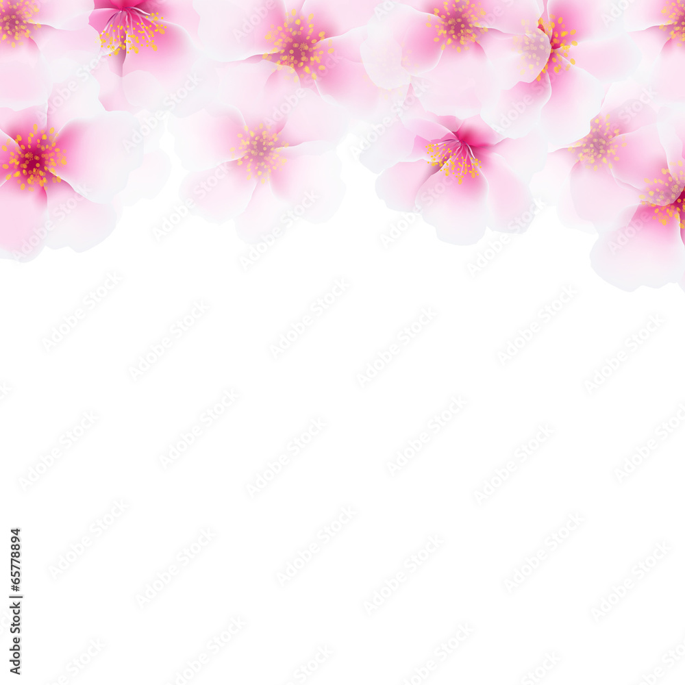 Pink Cherry Flower Border