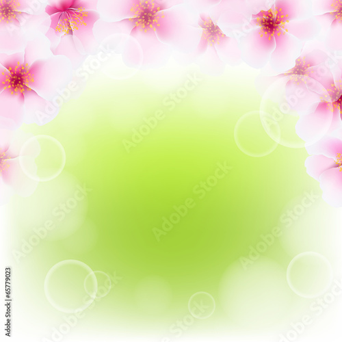 Pink Cherry Flower Border With Blur