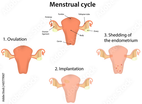 Menstrual Cycle