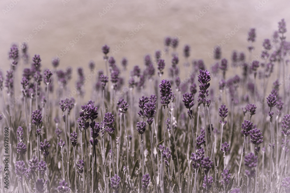 lavender essence - obrazy, fototapety, plakaty 