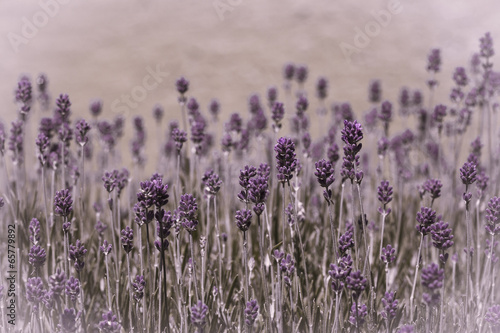 lavender essence