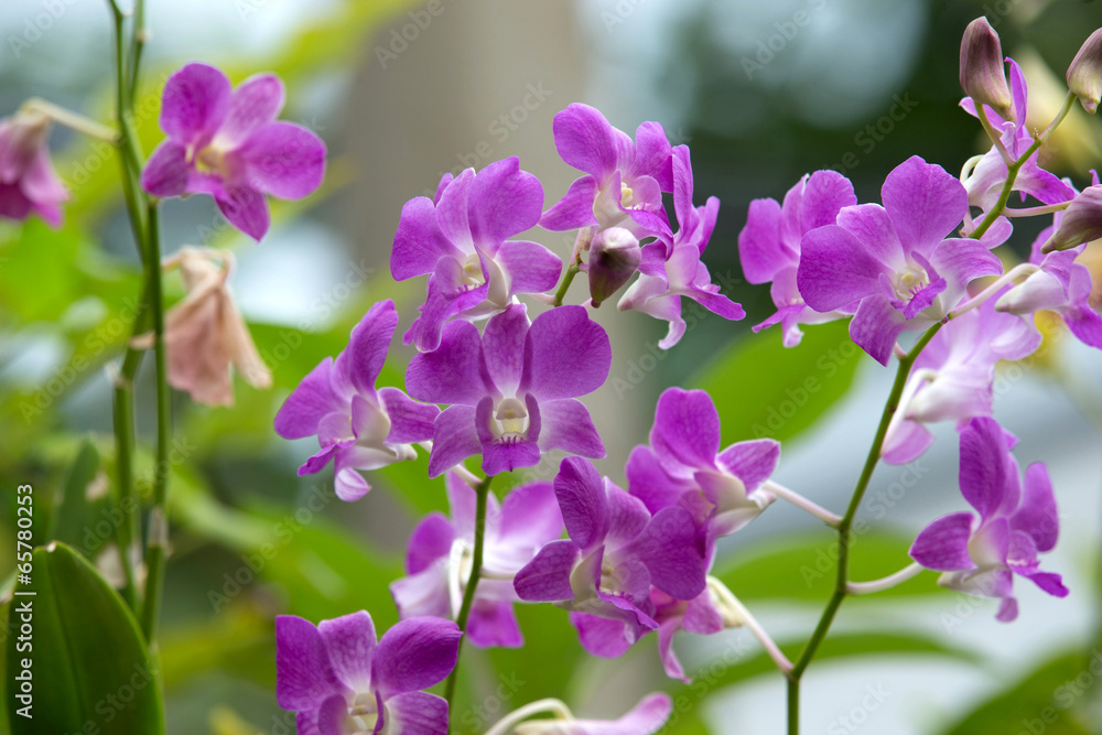orchid orchid