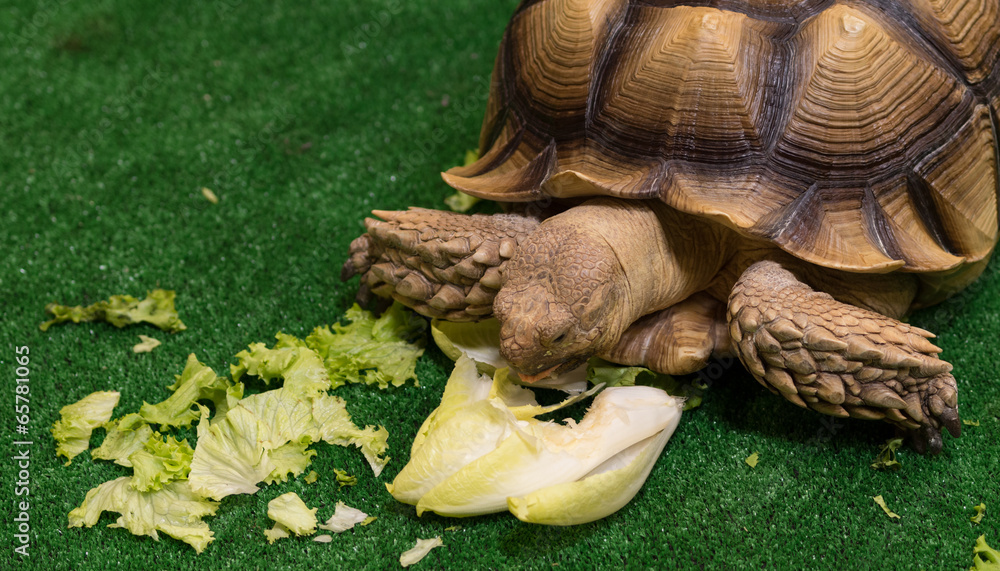 Tortue terrestre Stock Photo | Adobe Stock