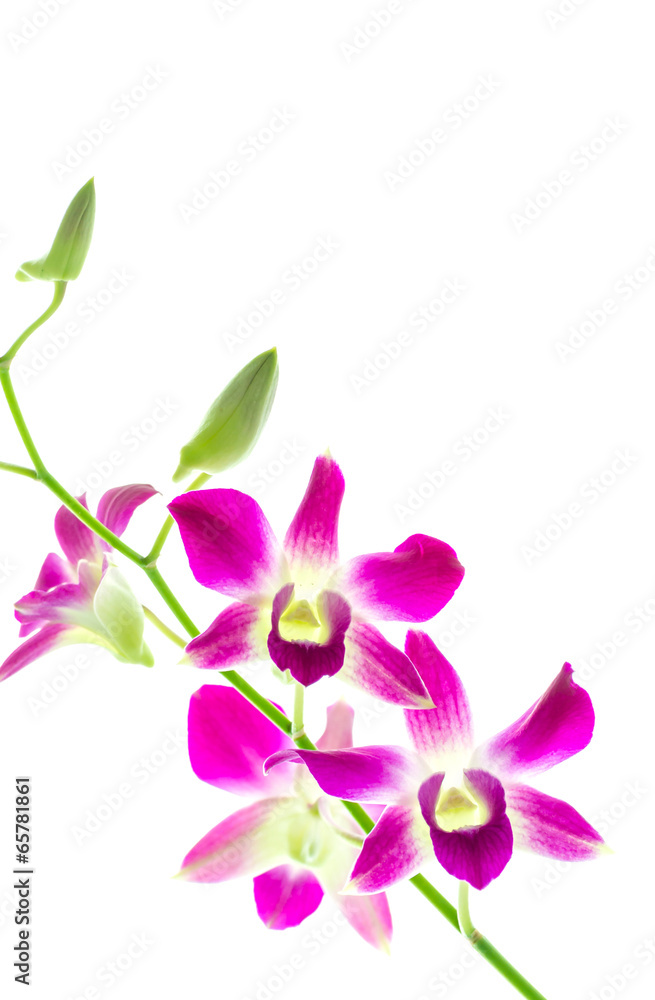 Orchind isolated white background Orchind isolated white background
