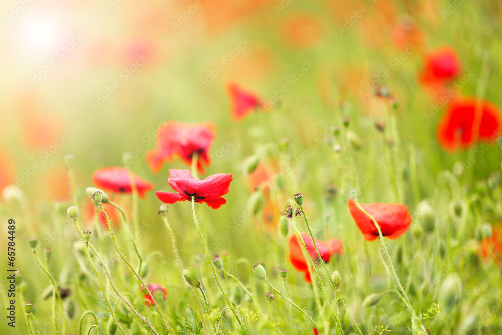 Fototapeta premium Poppy flowers, outdoors