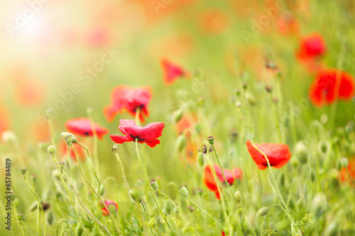 Fototapeta Naklejka Na Ścianę i Meble -  Poppy flowers, outdoors