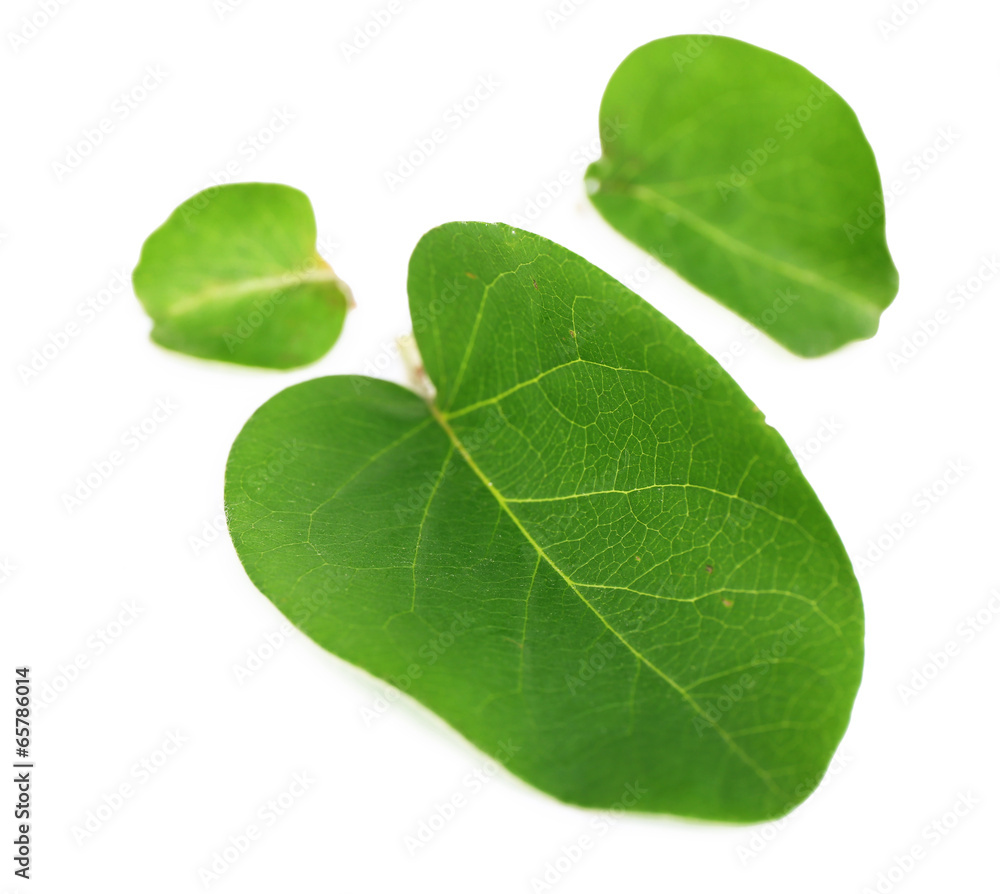 Obraz premium Green leaves isolated on white