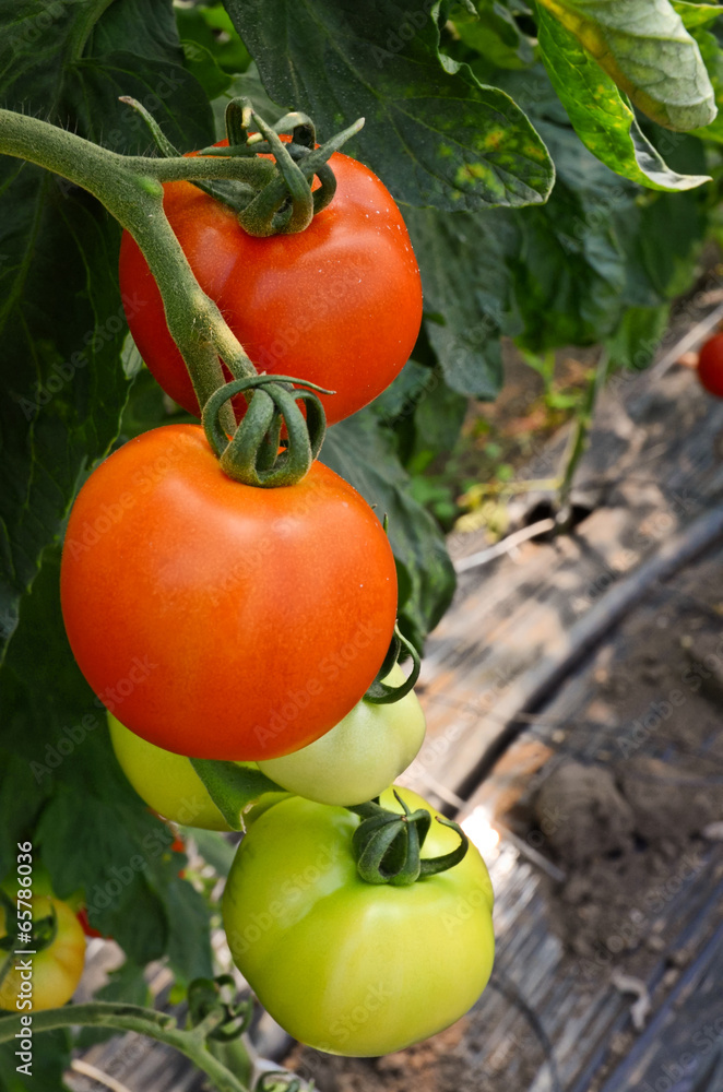 Greenhouse Grown Tomatoes