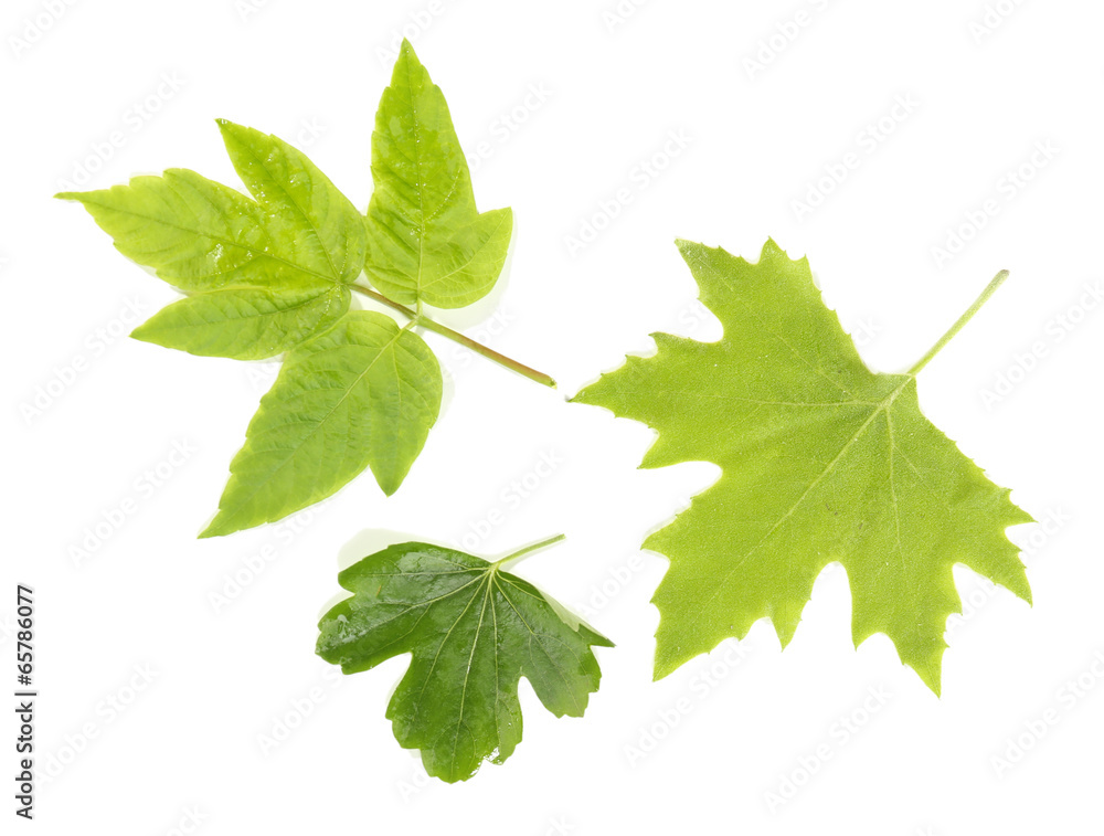 Fototapeta premium Green leaves isolated on white