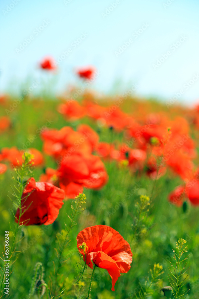 Fototapeta premium Piękne kwiaty maku w polu