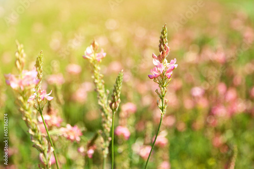 Beautiful wild flowers in the field