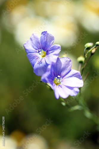 Beautiful flax in the field