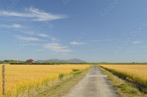 麦畑の一本道