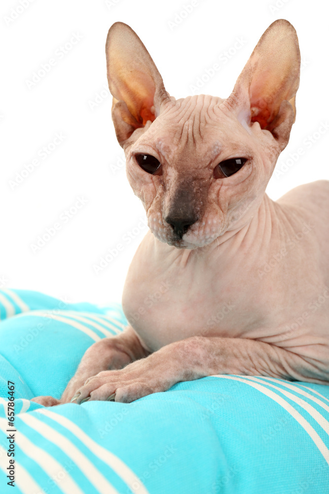 Sphynx hairless cat isolated on white Sphynx hairless cat isolated on white