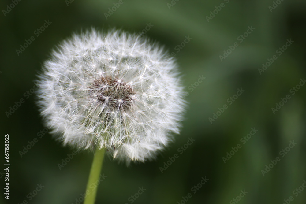 Dandelion (Taraxacum) blowball on defocused background Dandelion (Taraxacum) blowball on defocused background