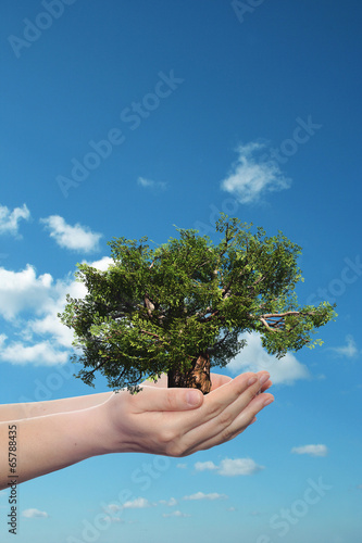 Conceptual human hand and tree