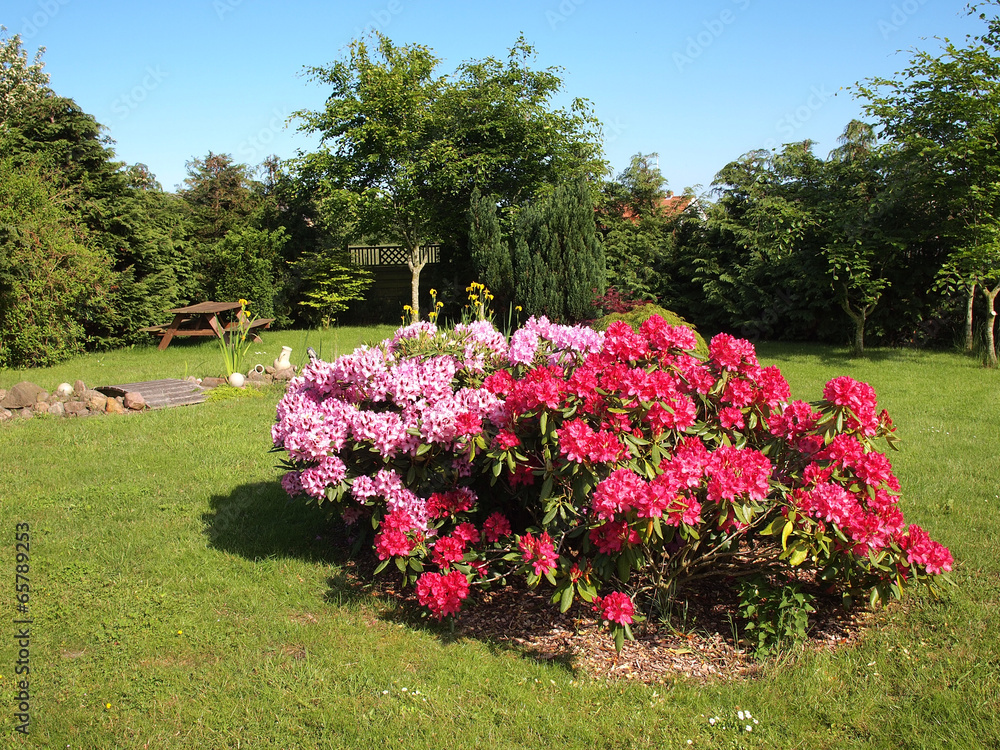 Flowers corne island in a garden