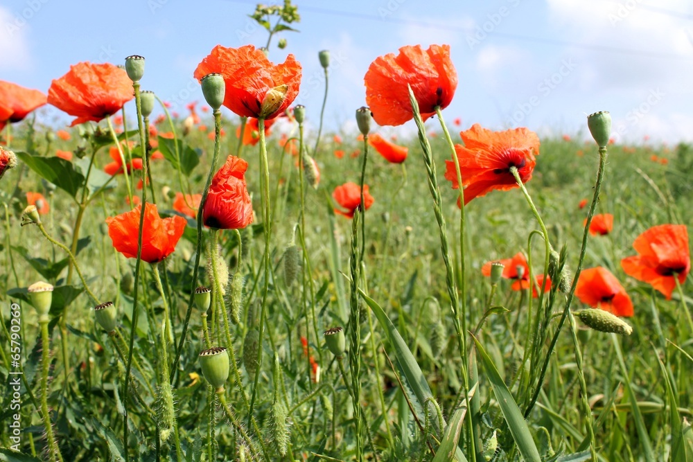 Obraz premium orange bright poppy
