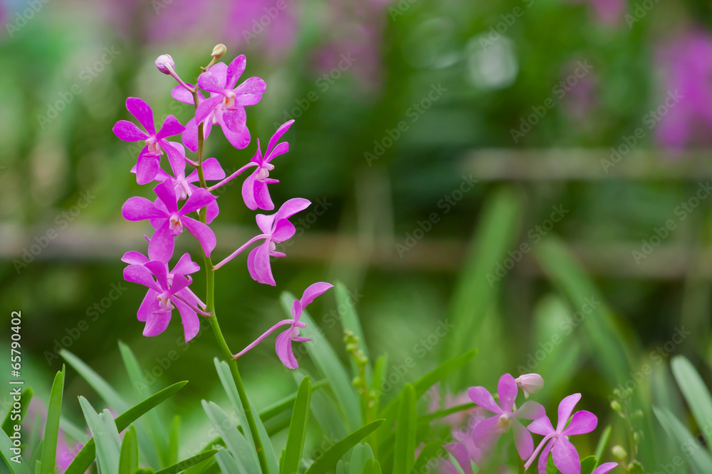 Pink Orchid and buds with green background Pink Orchid and buds with green background