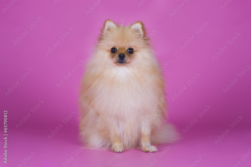 Obraz premium small Pomeranian dog