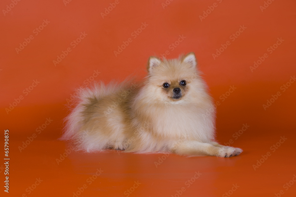 Obraz premium small Pomeranian dog