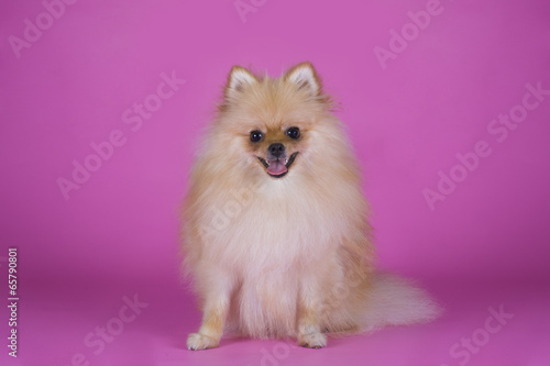 small Pomeranian dog