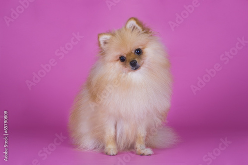 small Pomeranian dog